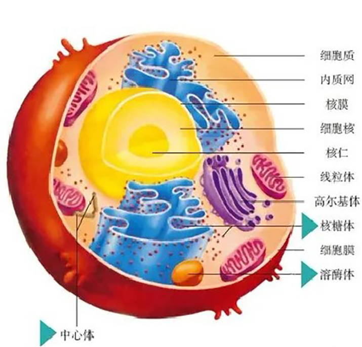 干細(xì)胞展廳設(shè)計(jì)，助力健康中國——深圳展廳設(shè)計(jì)分享